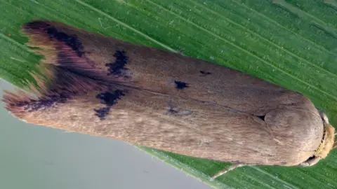 DAVID LEES/TRUSTEES OF NATURAL HISTORY MUSEUM Moth on leaf