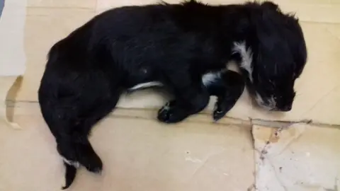 Scottish SPCA Spaniel