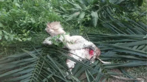 Zack Baddorf The military shoelaces and "goat skin and blood marks" discovered by UN invetigators