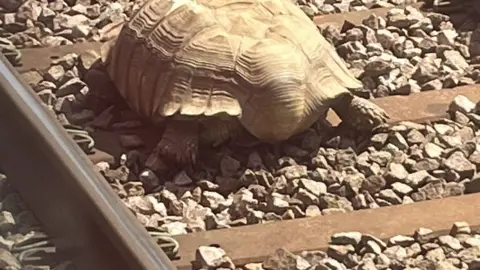 Diane Akers Injured tortoise on train track