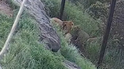 Lions in zoo