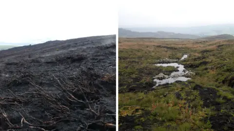 Staffordshire Wildlife Trust Signs of recovery from just after the fire to this year