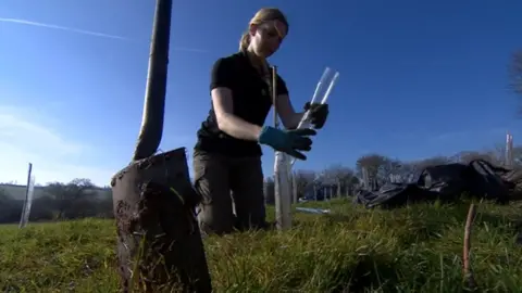 BBC Woman planting trees