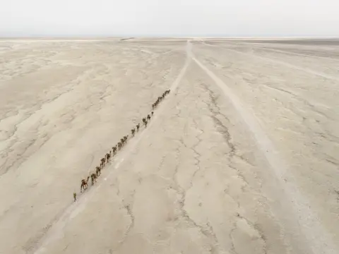 Edward Burtynsky Camels in the desert from above