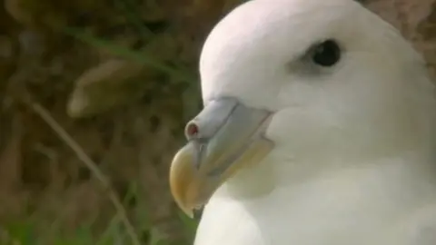 BBC Fulmar close up