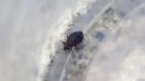 Image of a bedbug