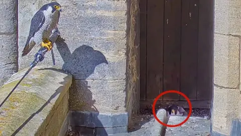 Ely Cathedral/Hawk and Owl Trust Peregrine falcons at Ely Cathedral