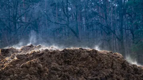 Getty Images Steaming manure
