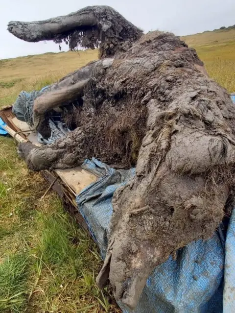 North-Eastern Federal University A preserved bear found in Siberia