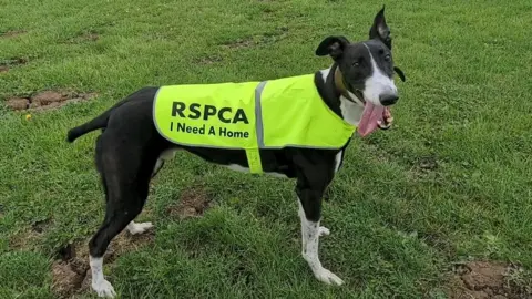 RSPCA Zeus, a dog, wears a jacked reading "RSPCA I Need A Home"