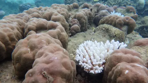 Coral CoE/Gergely Torda Brown boulder corals with a white, bleached branching coral in between