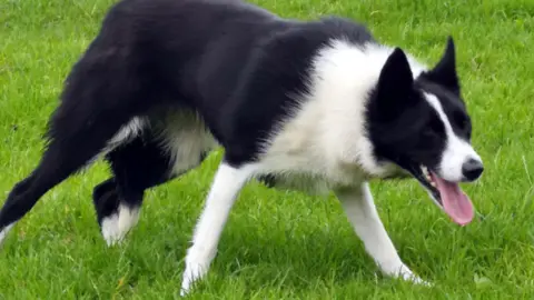 Skipton Auction Mart Tynygraig Jet - seller Wales' Dewi Jenkins