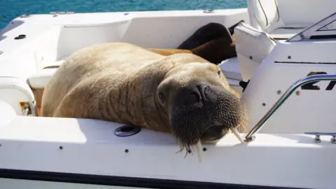 Clonakilty Distillery Wally the walrus on a boat