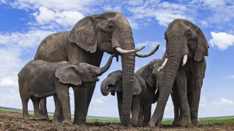 Anup Shah/SCIENCE PHOTO LIBRARY African elephants (c) SPL