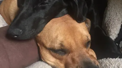 PDSA/PA Cleo (bottom) and Cobi