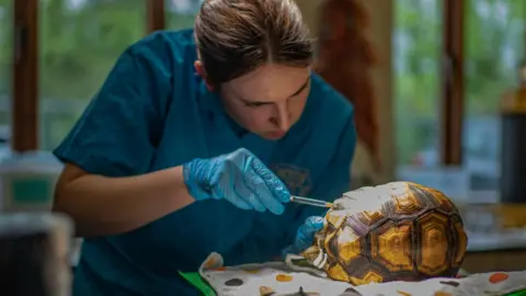 Chester Zoo Chester Zoo vet working on Hope the ploughshare tortoise