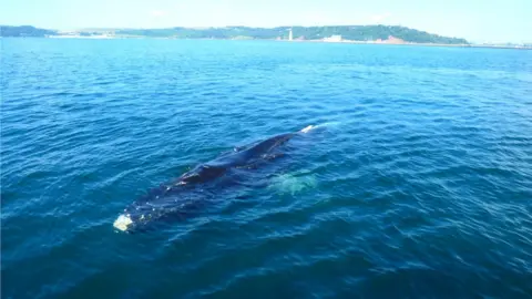Lewis Furzeland Whale
