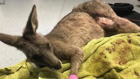 MANFRED ZABINSKAS The injured kangaroo being treated at the vet