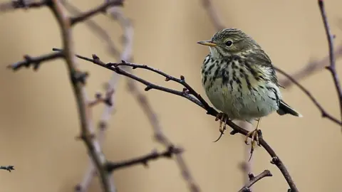 Getty Images Skylark