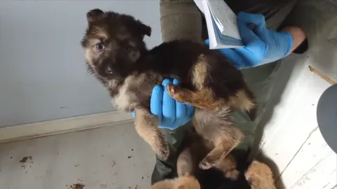 Sspca puppies cheap