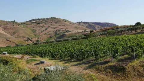 Sarah Stolarz Cesare Nicodemo's winery, Sicily