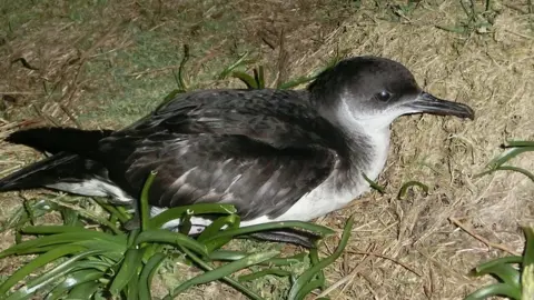 Martin Reith Manx shearwater