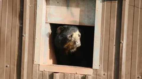 Born Free A bear looks out of a hatch