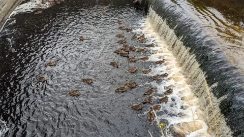 RSPCA Ducks trapped in pool of water