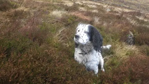 SAIS Creag Meagaidh Dog