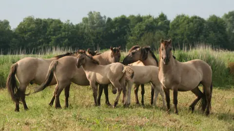 Kingfishers Bridge Nature Reserve Konik ponies at Kingfishers Bridge Nature Reserve