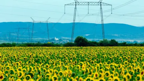 Getty Images sunflowers in Zakarpattia Region, Ukraine