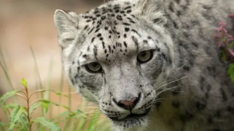 RZSS Snow leopard Chan