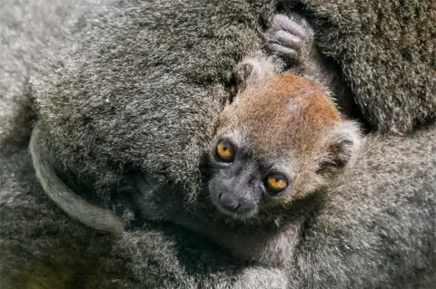 AFP A Greater Bamboo Lemur cub clings on to its mother.