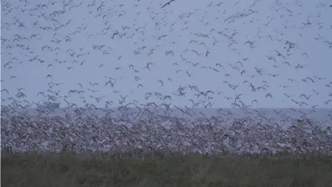 Shaun Whitmore/BBC Birds at the RSPB in Snettisham, Norfolk