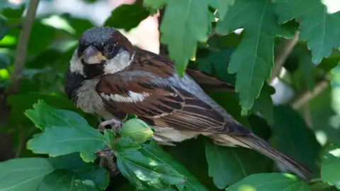 Getty Images Sparrow