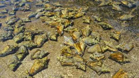 Brilliant Studios Conches in the water