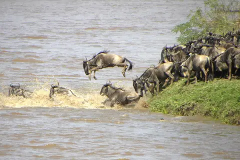 Julian Jakusz A group of wildebeest enter the Mara River in Tanzania