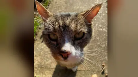 Liz Rolph Muggles the cat