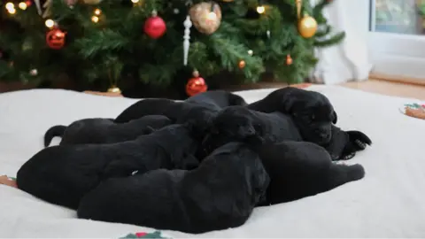 PA Media Puds the guide dog