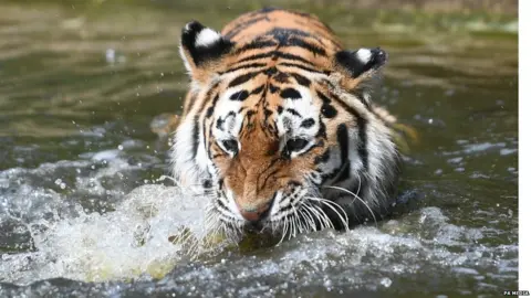 PA Media Minerva, an Amur tiger, paddles in her pool at Woburn Safari Park in Bedfordshire