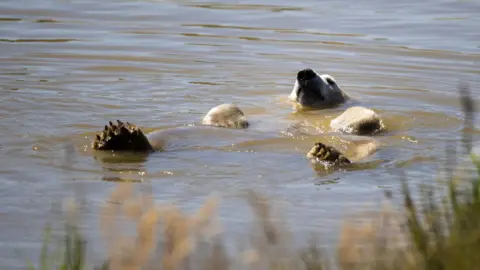 PA Polar bear in a pond at the Yorkshire Wildlife Park