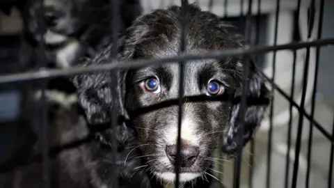 USPCA Puppy looking through bars