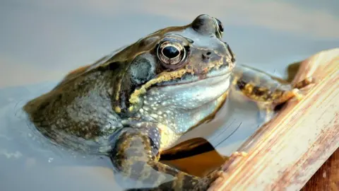 Jessica Crumpton Common frog at Letcombe Valley