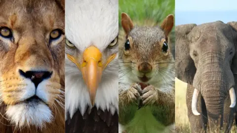 BBC African football teams and their link with animals