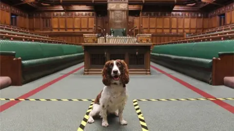 UK Parliament/Jessica Taylor Explosives dog Poppy