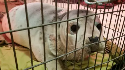 GSPA Henny the grey seal