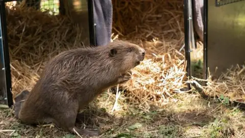 Beaver