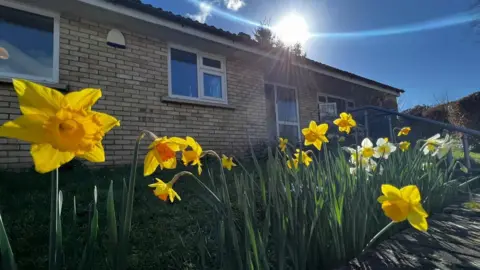 BBC Daffodils