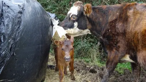 Gloucestershire County Council Animals on the farm