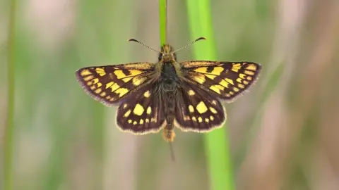 Back From The Brink Butterfly